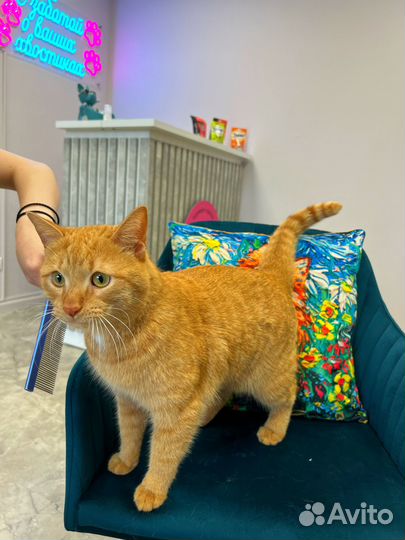 Груминг стрижка собак и кошек