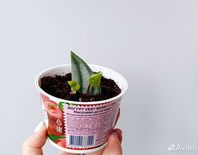 Пеперомия арбузная