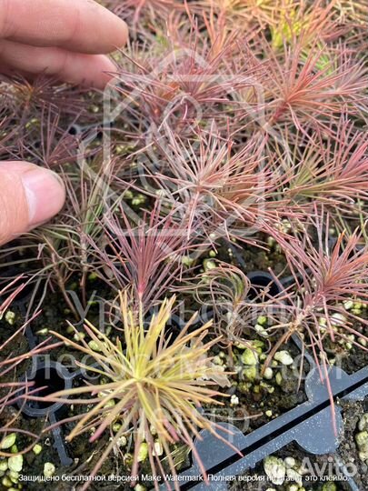 Сеянцы для лесовосстановления сосна зкс