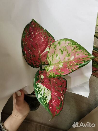 Аглаонема An. Tricolor