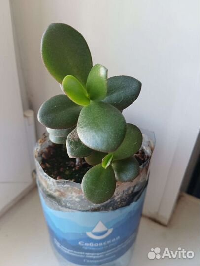 Комнатные растения