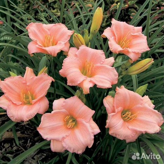 Продаю наборами. Лилейники сортовые -Яркие краски