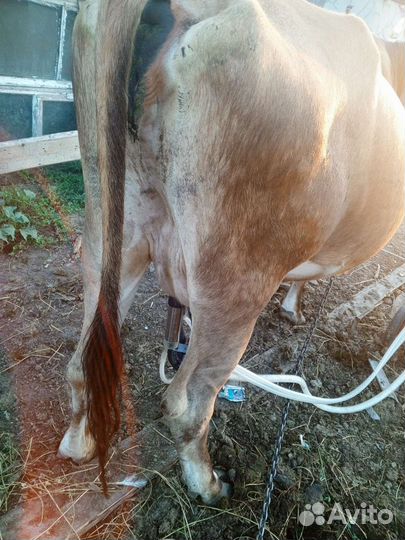 Коровы дойные