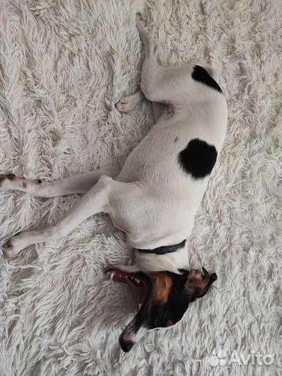 Передержка животных на время отпуска