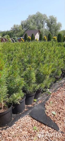 Саженцы сибирского кедра