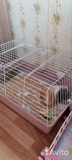 Морские свинки