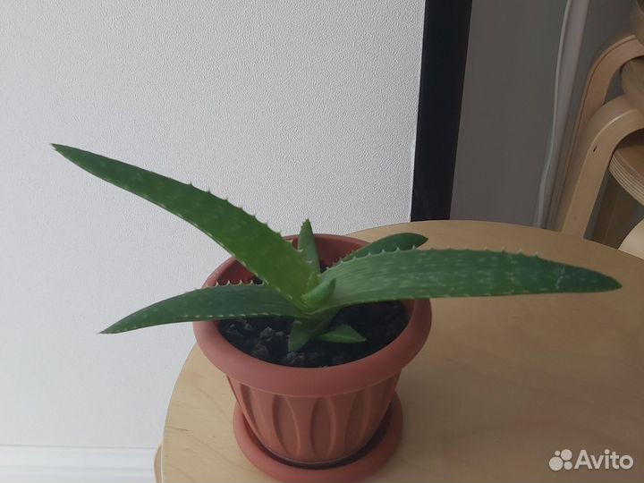 Комнатные цветы алоэ