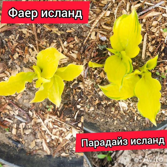 Хоста разные сорта