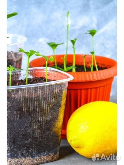 Грунт для цитрусовых 5 л