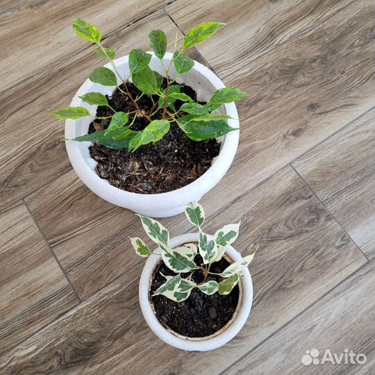 Фикус Бенджамина