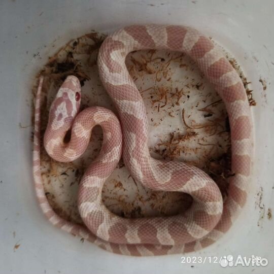 Маисовый полоз