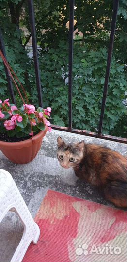 Трёхцветная кошечка в поисках дома