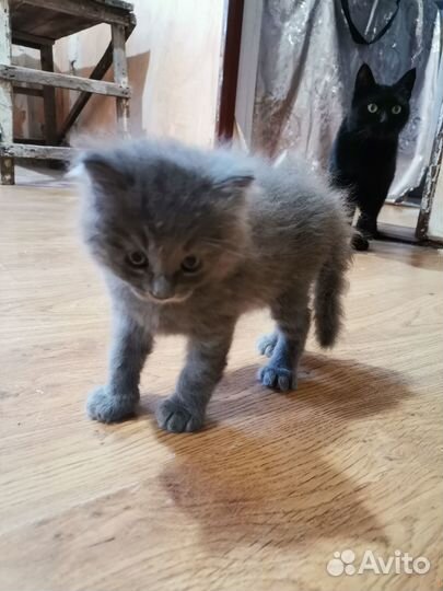 Котик в добрые руки