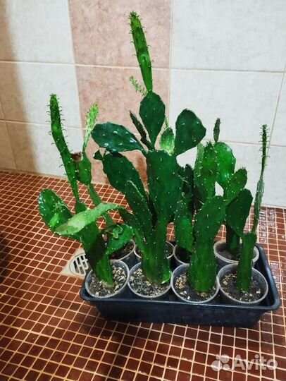 Кактус Опунция Бергера 1год