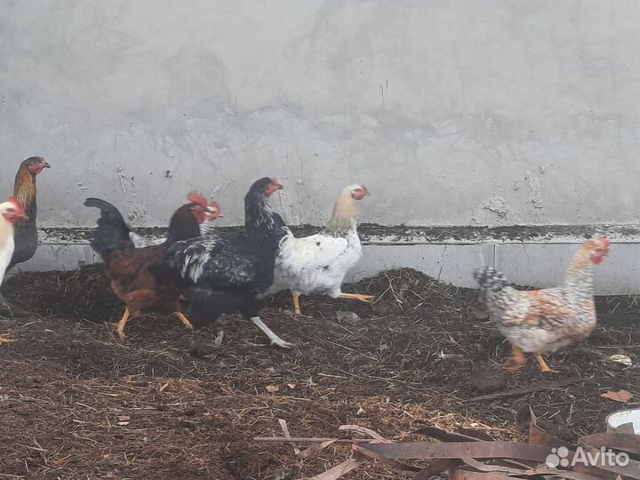 Молодые петухи