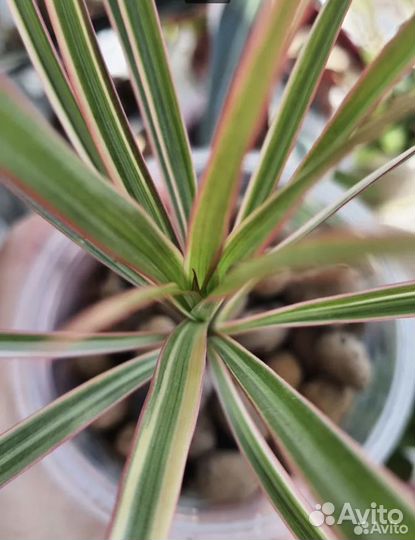 Пальма Драцена Маргината