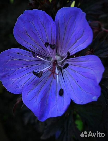 Герань садовая красно - листная