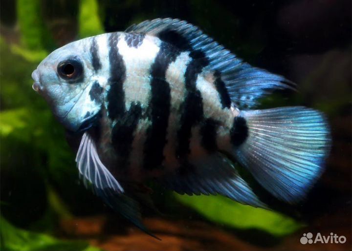 Рыба бриллиантовый попугай мальки