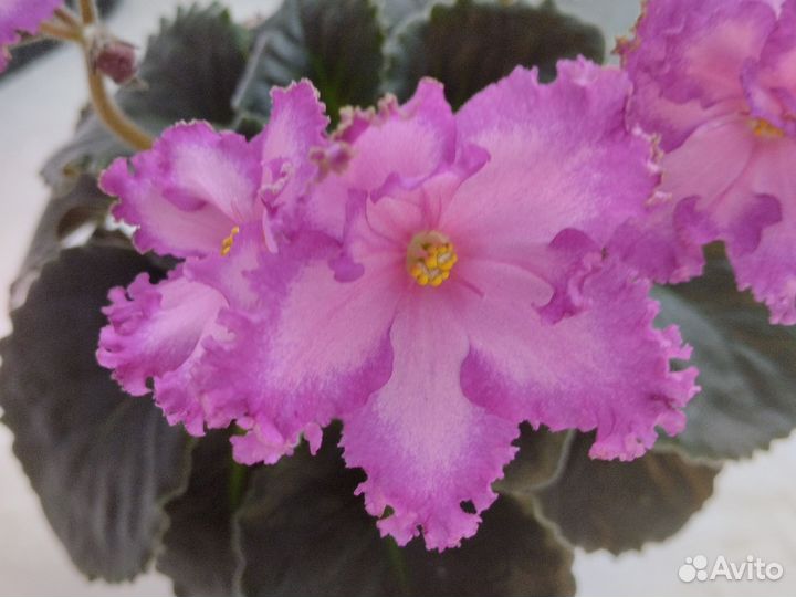 Фиалка рс Мюзикл