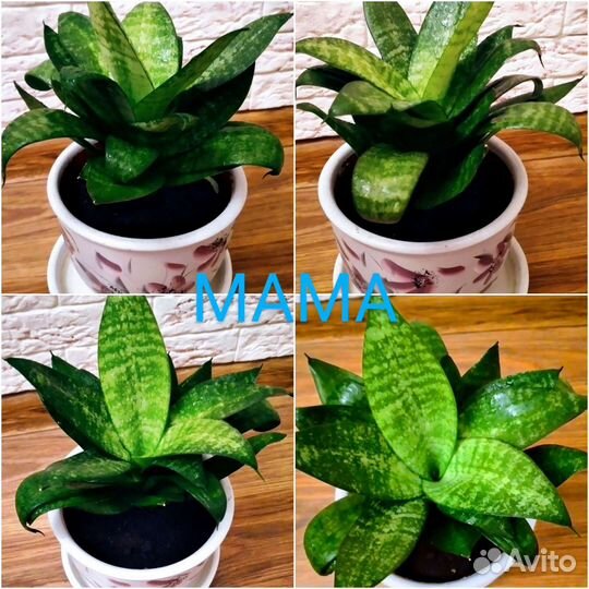 Сансевиерия Ханни