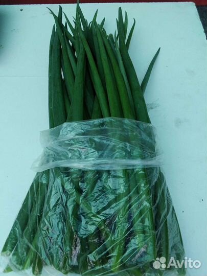 Лук зеленый
