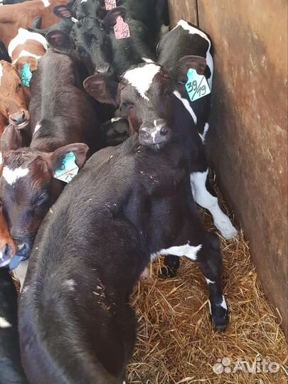 Телята бычки