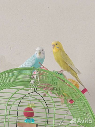 Волнистый попугай