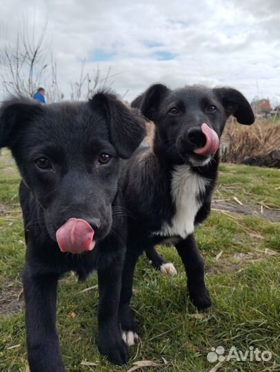 Щенок в добрые руки