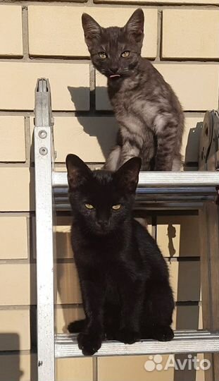 Котята в добрые руки