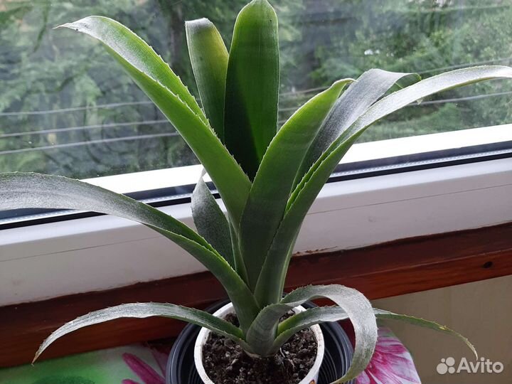 Бильбергия,детки