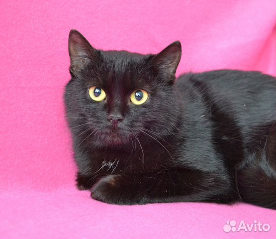 Котенок в добрые руки