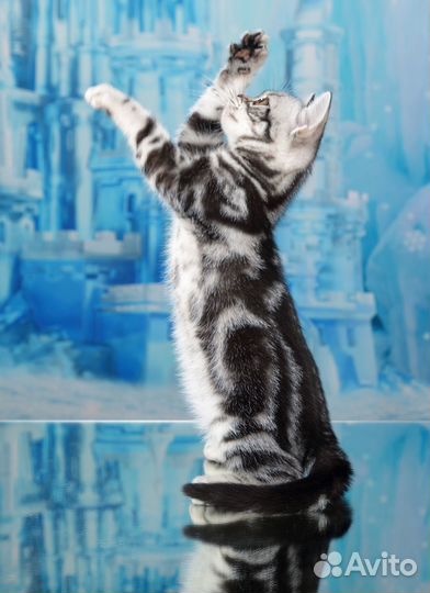 Американская короткошерстная кошка