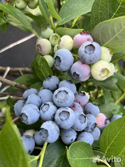 Голубика ягода