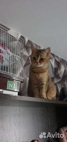 Продам котят