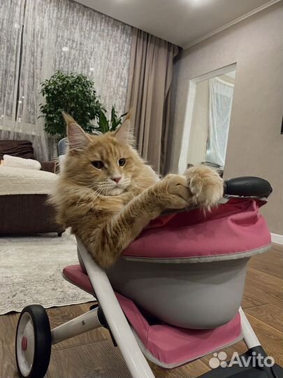 Кот мейн-кун