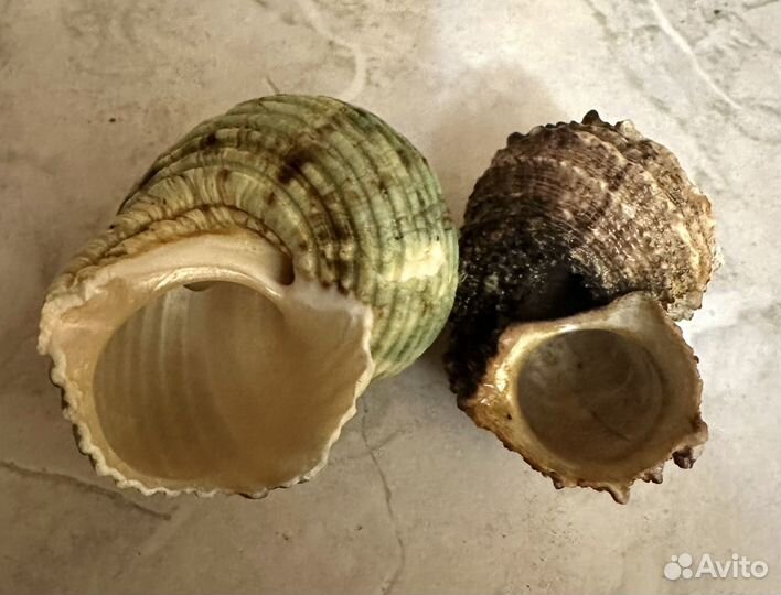 Ракушки экзотические