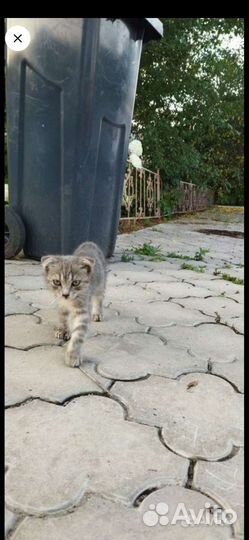 Котенок вислоухий в добрые руки