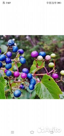 Виноградовник