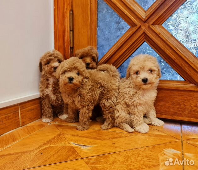 Мальтипу f1 бейби фейс