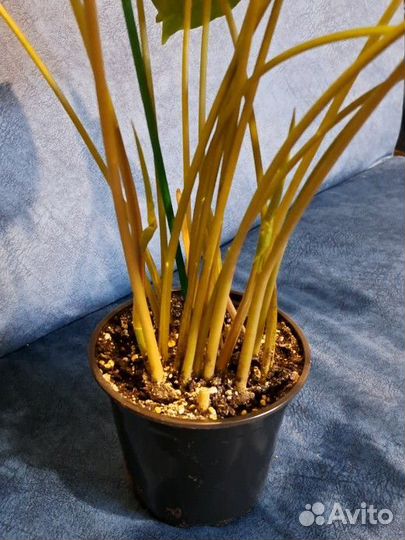 Сингониум ножколистный. Крупное комнатное растение