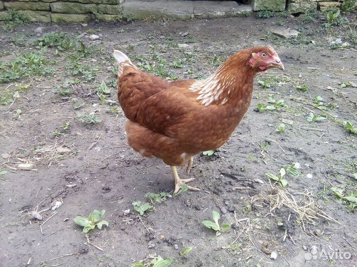 Куры несушки