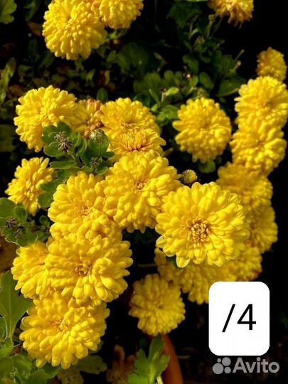 Хризантема мультифлора