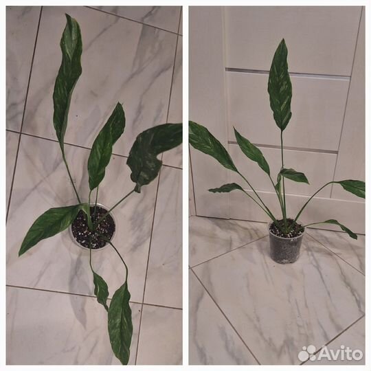 Спитифиллум вариегатный Даймонд (Женское счастье)