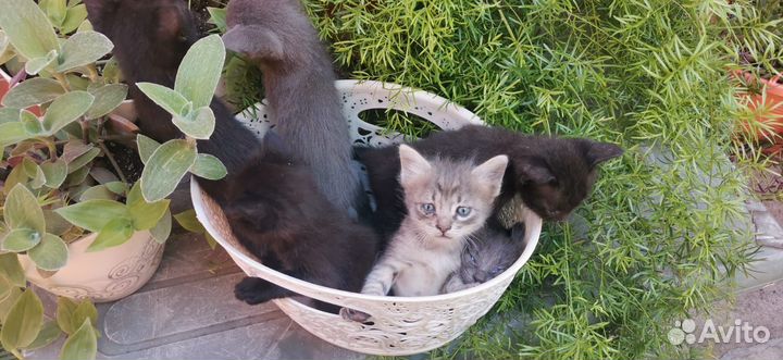 Котята ищут дом