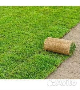 Рулонный газон