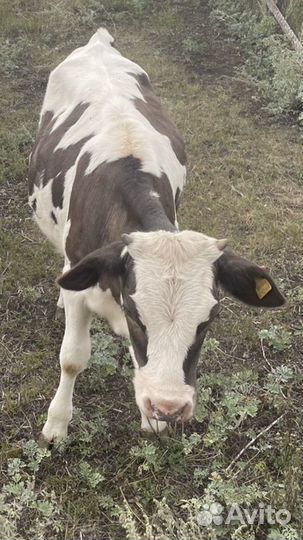 Телята мясной породы бычки Бычки