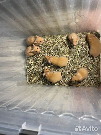 Сирийский хомячок бесплатно