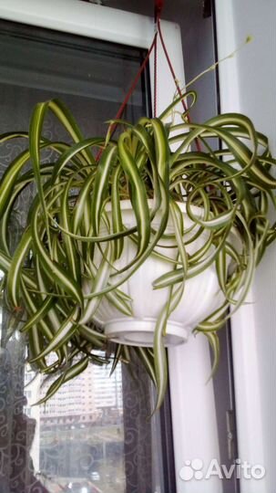 Хлорофитум