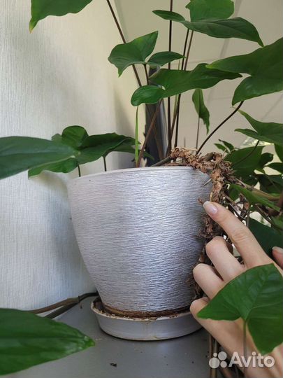 Филодендрон плетущийся