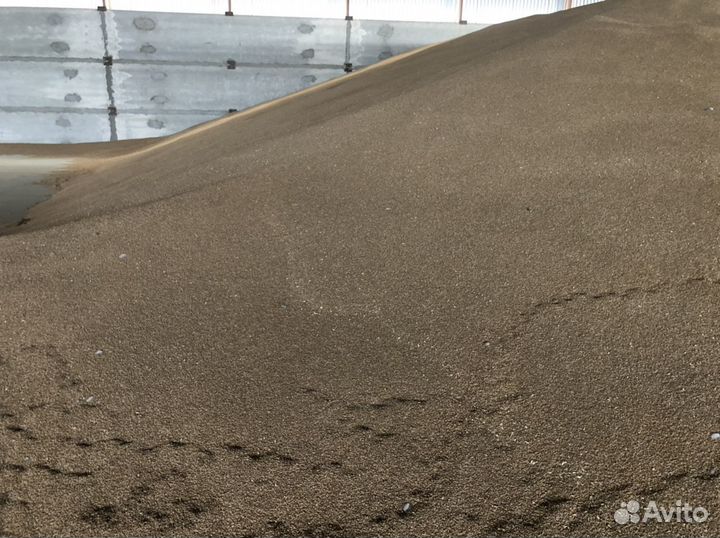 Семена оз пшеницы